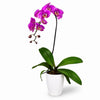 Purple Phalaenopsis Potted Orchid