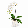 White Phalaenopsis Potted Orchid